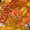 庭園の紅葉　Ⅲ