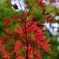 紅葉①