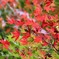 紅葉②