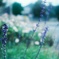FH000019-01-01