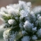 frosty morning