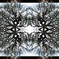 Kaleidoscope　松の木