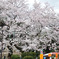 ぼんぼりみたいな桜