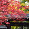 平林寺にて