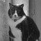 警戒する猫