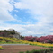 菜の花と寒緋桜..
