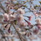 Sakura at Nagasaki 2010
