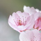 河津桜