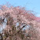 枝垂れ桜..