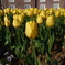 Yellow!!