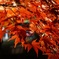 夜の紅葉