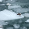 流氷の上の鳥