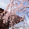 枝垂桜