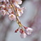 枝垂桜