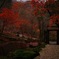 河口湖 紅葉