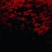 河口湖 紅葉
