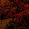 河口湖 紅葉