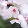 桜日和　vol.1