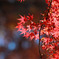 煌びやかな紅葉!