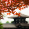 京都の紅葉④