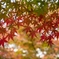 紅のベール
