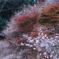 紅白の森