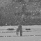 小雪舞う