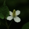 一輪の花