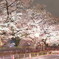 輝く夜桜