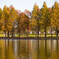 紅葉　水元公園