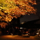 夜の紅葉②