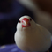 愛鳥