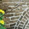 万里の花