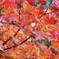 紅葉２