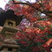 大雄山最乗寺　紅葉