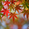 Maple leaves