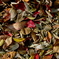 fallen leaves
