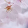 桜日和　vol.3
