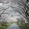 桜並木