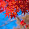 去年の紅葉②