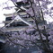 桜と城①