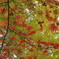 小金井公園の紅葉-3