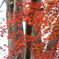 小金井公園の紅葉-4