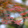 小金井公園の紅葉-6