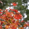 小金井公園の紅葉-7
