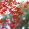 小金井公園の紅葉-8