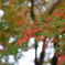小金井公園の紅葉-9