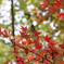小金井公園の紅葉-10