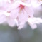 桜日和　Vol.5