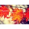 RED LEAF